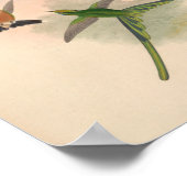 ヴィンテージハミングバーズアートバードプリント花 ポスター (角)