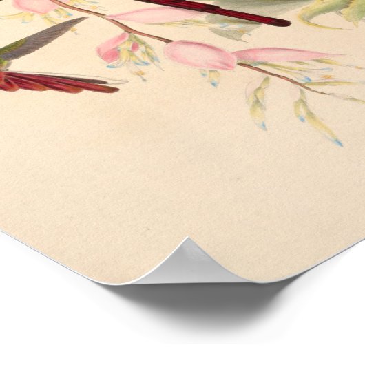 ヴィンテージハミングバーズアートバードプリント花 ポスター (角)