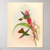 ヴィンテージハミングバーズアートバードプリント花 ポスター (正面)