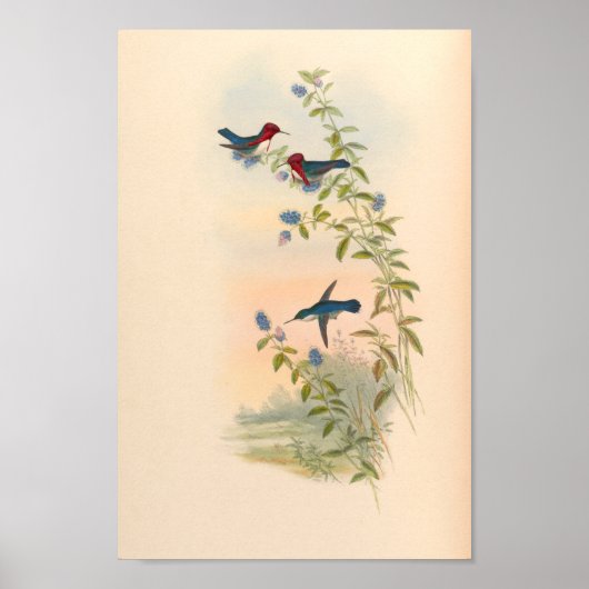 ヴィンテージハミングバーズアートバードプリント花 ポスター (正面)