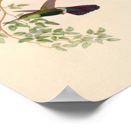 ヴィンテージハミングバーズアートバードプリント花 ポスター (角)