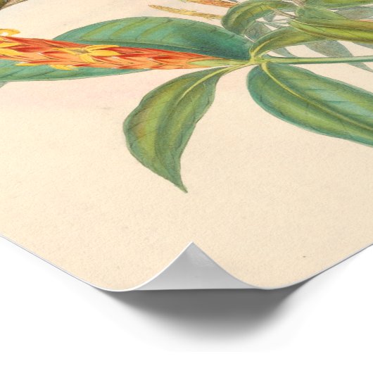 ヴィンテージハミングバーズアートバードプリント花 ポスター (角)