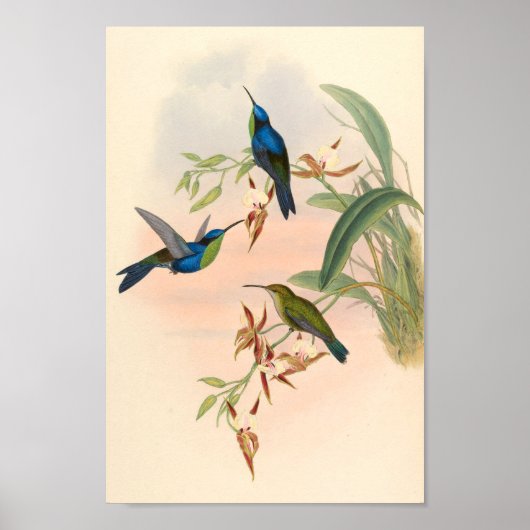 ヴィンテージハミングバーズアートバードプリント花 ポスター (正面)