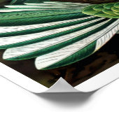 ヴィンテージハミングバーズバイエルンストヘイケル ポスター (角)