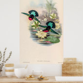 ヴィンテージハミングバーズバイジョングールド ポスター (キッチン)