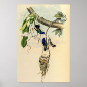 ヴィンテージハミングバーズバイジョングールド ポスター (正面)