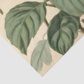 ヴィンテージハミングバードとハニーサックルの分離 薄葉紙 (詳細)