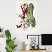 ヴィンテージハミングバードイラストレーションポスター ポスター (ホームオフィス)