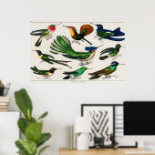 ヴィンテージハミングバードイラストレーション ポスター (ホームオフィス)