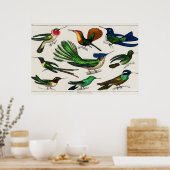 ヴィンテージハミングバードイラストレーション ポスター (キッチン)