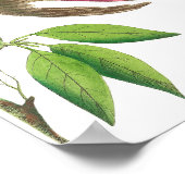 ヴィンテージハミングバードイラストレーション ポスター (角)