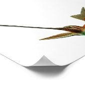 ヴィンテージハミングバードイラストレーション ポスター (角)