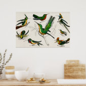 ヴィンテージハミングバードイラストレーション ポスター (キッチン)