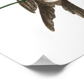 ヴィンテージハミングバードイラストレーション ポスター (角)