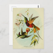 ヴィンテージハミングバードイラストレーション ポストカード (正面/裏面)