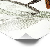 ヴィンテージハミングバードイラストレーション- 1800s Birds フォトプリント (角)