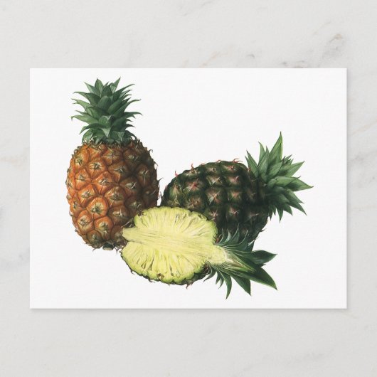 ヴィンテージハワイアンパイナップルオーガニック、フードフルーツ ポストカード (正面)