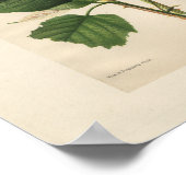 ヴィンテージハンニバルラズベリープリント ポスター (角)