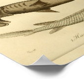 ヴィンテージハンマーヘッドシャーク自然史プリント ポスター (角)