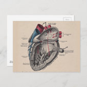 ヴィンテージハート心血管系解剖学 ポストカード (正面/裏面)