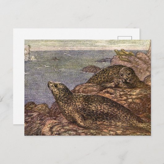 ヴィンテージハーバーシール、海洋生物海動物 ポストカード (正面/裏面)