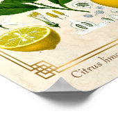 ヴィンテージハーブプラントレモンフルーツ植物芸術 ポスター (角)