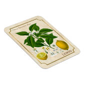 ヴィンテージハーブプラントレモンフルーツ植物芸術 マグネット (右側)