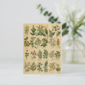 ヴィンテージハーブポストカードシリーズ – 1 ポストカード (スタンド正面)