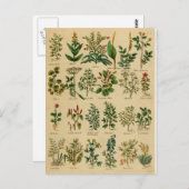 ヴィンテージハーブポストカードシリーズ – 1 ポストカード (正面/裏面)