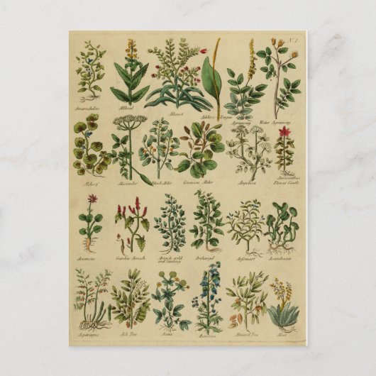 ヴィンテージハーブポストカードシリーズ – 1 ポストカード (正面)