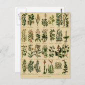 ヴィンテージハーブポストカードシリーズ – 2 ポストカード (正面/裏面)