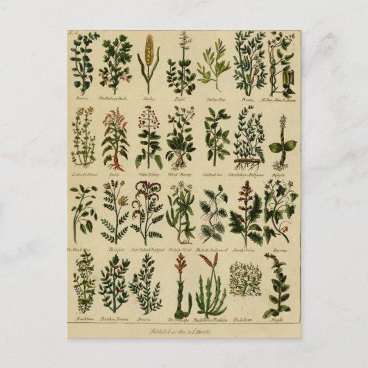 ヴィンテージハーブポストカードシリーズ – 2 ポストカード (正面)