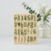 ヴィンテージハーブポストカードシリーズ – 4 ポストカード (スタンド正面)