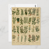 ヴィンテージハーブポストカードシリーズ – 4 ポストカード (正面/裏面)