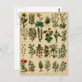 ヴィンテージハーブポストカードシリーズ – 5 ポストカード (正面/裏面)