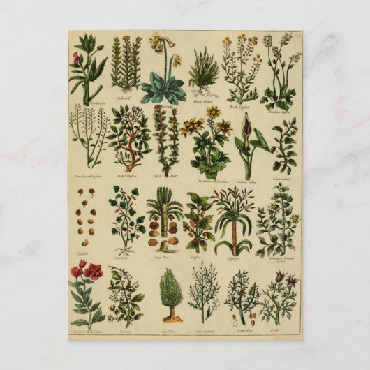 ヴィンテージハーブポストカードシリーズ – 5 ポストカード (正面)