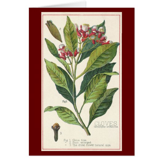 ヴィンテージハーブ香辛料、クローブ植物 (正面)