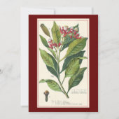 ヴィンテージハーブ香辛料、クローブ植物 (正面)