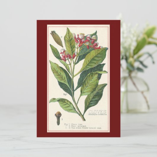 ヴィンテージハーブ香辛料、クローブ植物 (スタンド正面)