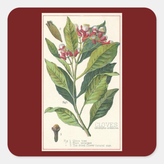 ヴィンテージハーブ香辛料、クローブ植物 スクエアシール (正面)