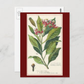 ヴィンテージハーブ香辛料、クローブ植物 ポストカード (正面/裏面)