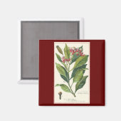 ヴィンテージハーブ香辛料、クローブ植物 マグネット (正面/裏面)