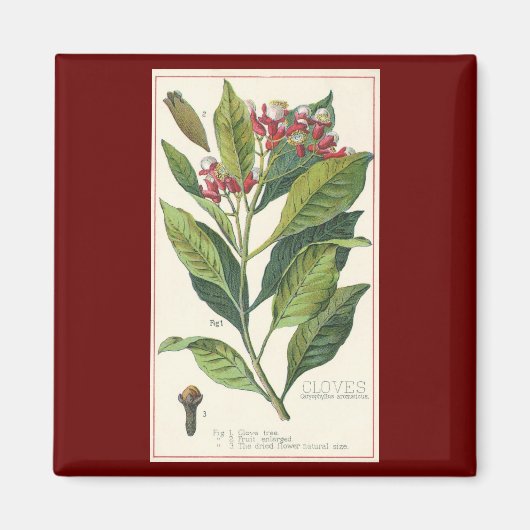 ヴィンテージハーブ香辛料、クローブ植物 マグネット (正面)