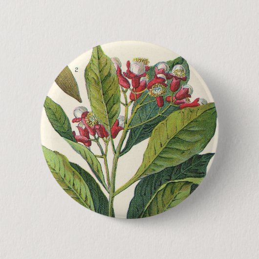 ヴィンテージハーブ香辛料、クローブ植物 缶バッジ (正面)