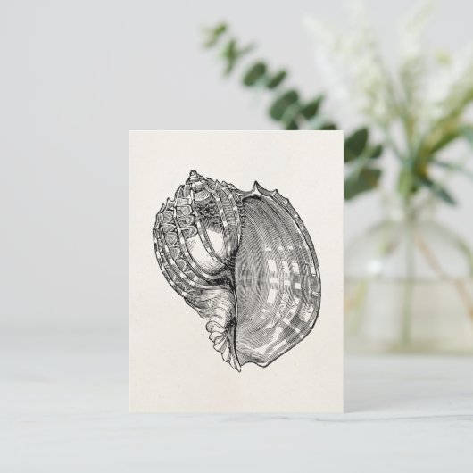 ヴィンテージハープシーシェルアンティークシェルテンプレート ポストカード (スタンド正面)