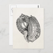 ヴィンテージハープシーシェルアンティークシェルテンプレート ポストカード (正面/裏面)