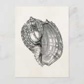 ヴィンテージハープシーシェルアンティークシェルテンプレート ポストカード (正面)