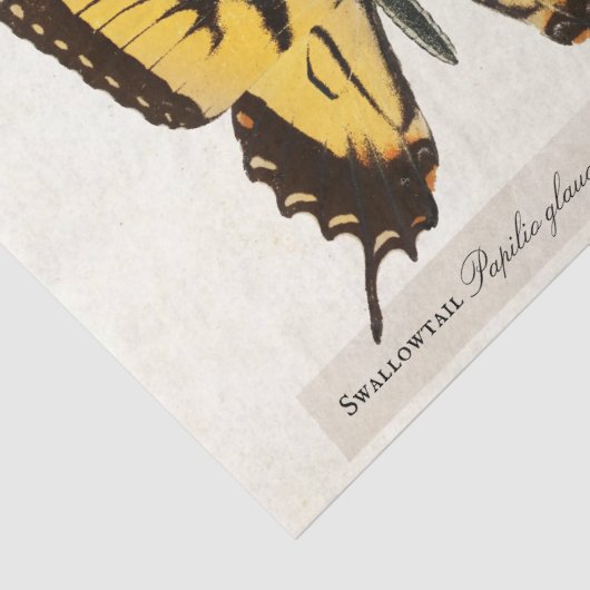 ヴィンテージバタフライアゲハチョウ（昆虫）オオカバマダラ、モナーク絵を描レディ 薄葉紙 (詳細)