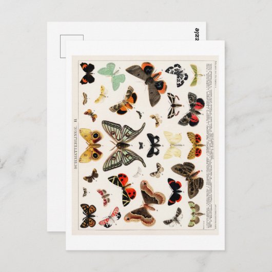 ヴィンテージバタフライチャート葉書 ポストカード (正面/裏面)