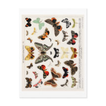 ヴィンテージバタフライチャート葉書